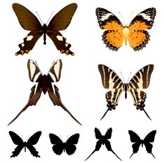 butterfly set N13