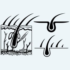 Hair anatomy and hair follicle N2