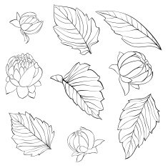 set black and white dahlia leaves buds isolated on background