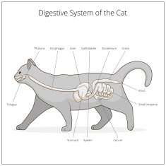 Digestive system of the cat vector illustration N10