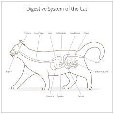 Digestive system of the cat vector illustration N12