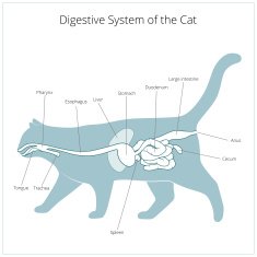 Digestive system of the cat vector illustration N13