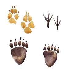 Animal footprints Paw prints Watercolor illustration