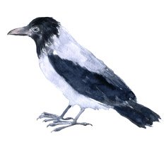 watercolor drawing bird N2