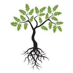 Vector Young Green Oak Tree with Roots