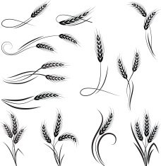 Wheat ornament N3