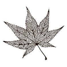 Maple Leaf Drawing N3