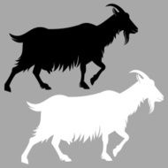 Goat N46