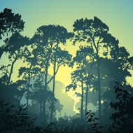 forest landscape N8