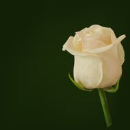 white rose vector N2