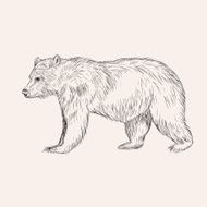 Sketch bear Hand drawn vector illustration isolated Engraving