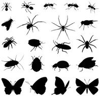 insects silhouette