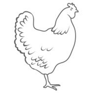 Chicken Isolated on white background Vector