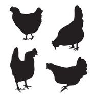 silhouettes of chickens