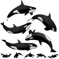 Orcas