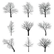 Trees with dead branch N125