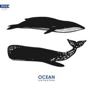 two different black and white whales