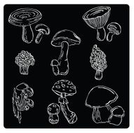 vector illustration silhouettes of mushrooms N2