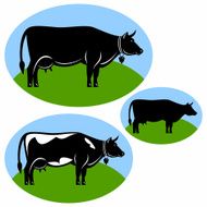 cow N27