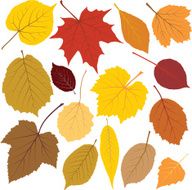 autumn leaves N77