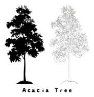 Acacia tree silhouette contours and inscriptions