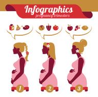 Infographics of pregnancy trimesters N2