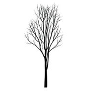Trees with dead branch N126