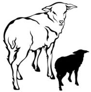Lamb N7