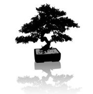 Bonsai Tree N3