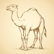 Camel Vector drawing