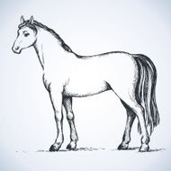 Elegant white horse Vector drawing