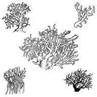 Vector icon set with coral N3
