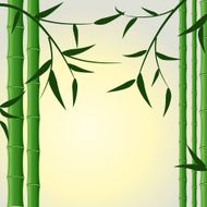 bamboo stalks with leaves