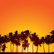 Sunset palms