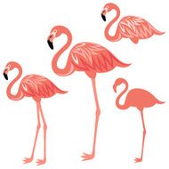 Flamingos N18