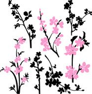 Apple blossom branches