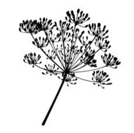 Dill