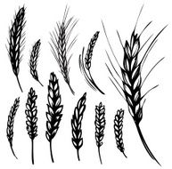 Rye wheat
