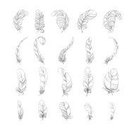 vector feathers set