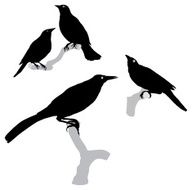 Blackbirds and Grackles Silhouette