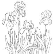 Iris N6
