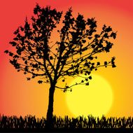 Vector silhouette of tree N17