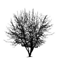 Tree Silhouette Isolated on White Backgorund Vecrtor Illustrati N23