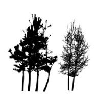 Tree Silhouette Isolated on White Backgorund Vecrtor Illustrati N24
