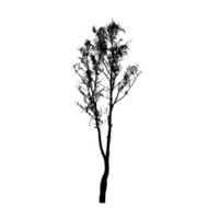 Tree Silhouette Isolated on White Backgorund Vecrtor Illustrati N25