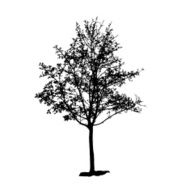 Tree Silhouette Isolated on White Backgorund Vecrtor Illustrati N26