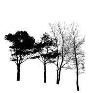 Tree Silhouette Isolated on White Backgorund Vecrtor Illustrati N27