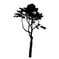 Tree Silhouette Isolated on White Backgorund Vecrtor Illustrati N28