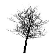 Tree Silhouette Isolated on White Backgorund Vecrtor Illustrati N29