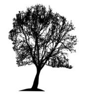 Tree Silhouette Isolated on White Backgorund Vecrtor Illustrati N30